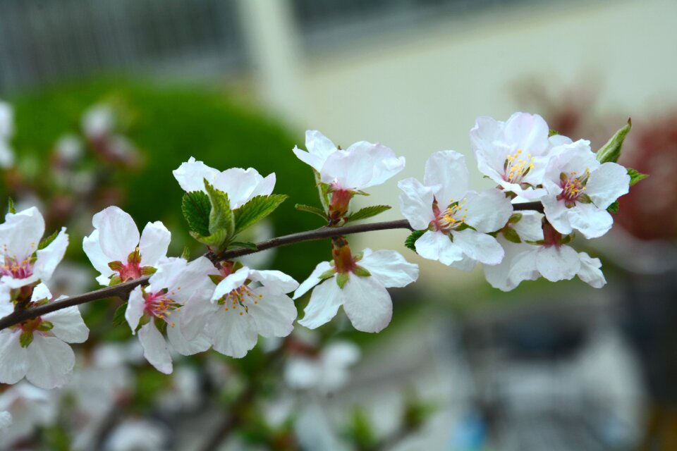 Big-leaf dry cherry flower spring