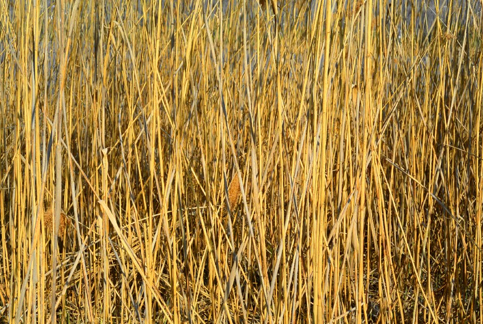 Bank flora nature conservation