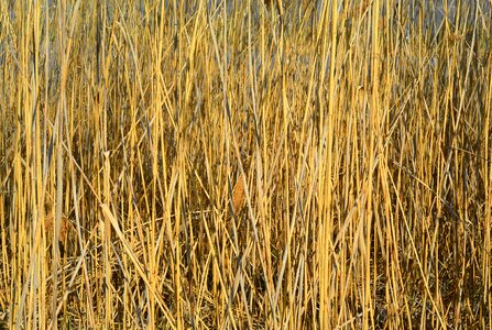 Bank flora nature conservation