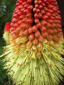 Redhotpoker spring flowers spring flower