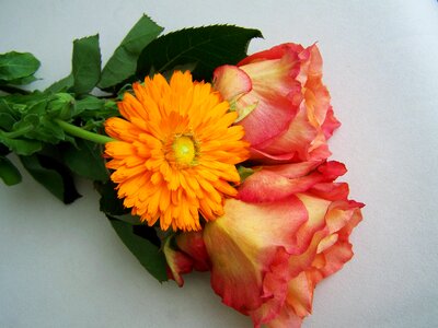 Rose gerbera cut flower photo