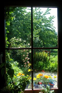 Plant window outlook photo