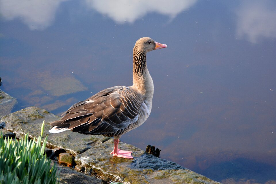 Water animal water bird