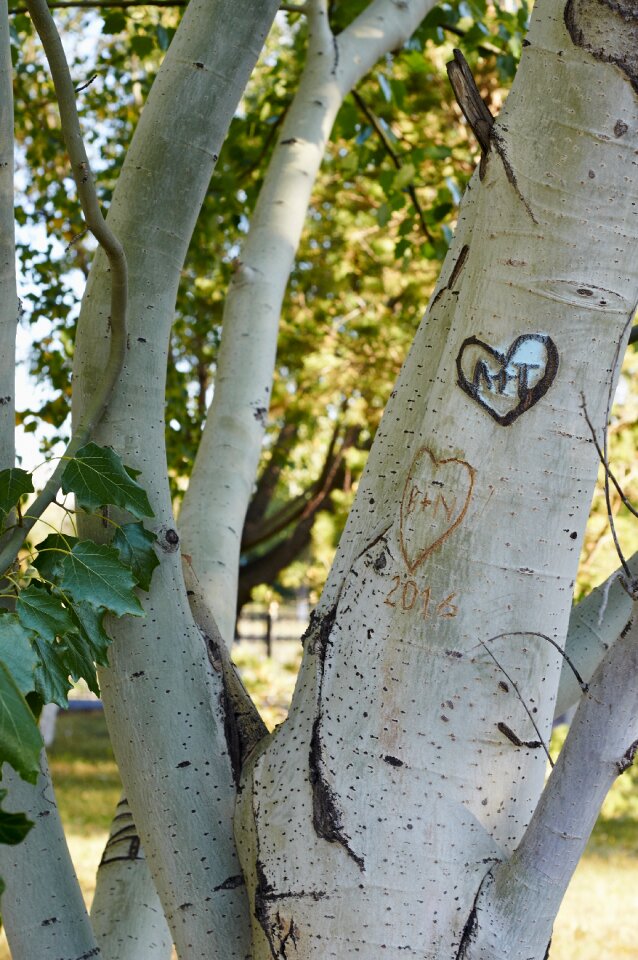 Park tree hooliganism