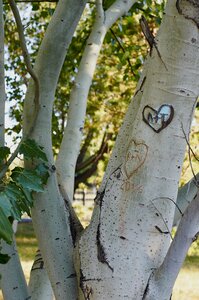 Park tree hooliganism photo