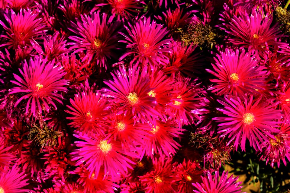 Nature bloom focus