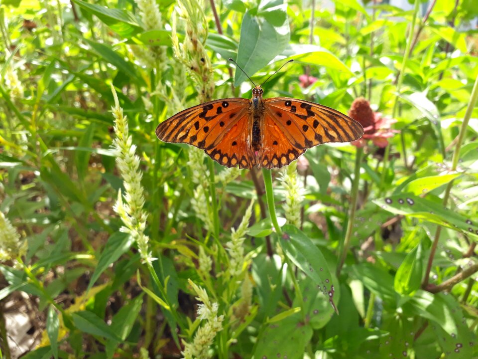 Butterfly garden green