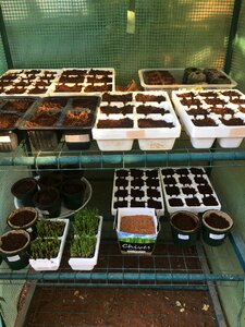 Growing gardening garden
