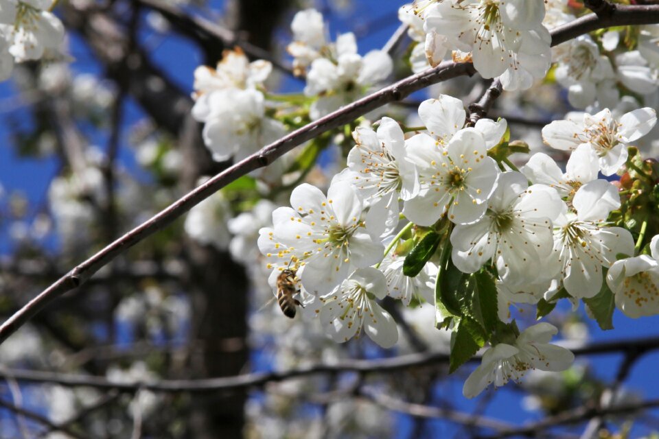 Pollination cherry blossoms white flowers