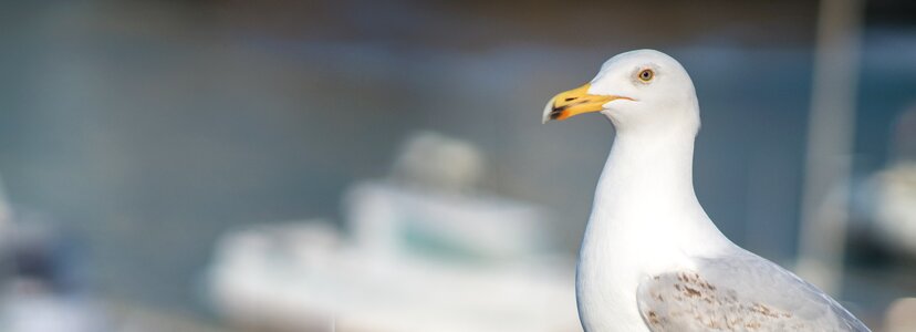 Sea bird seagulls photo