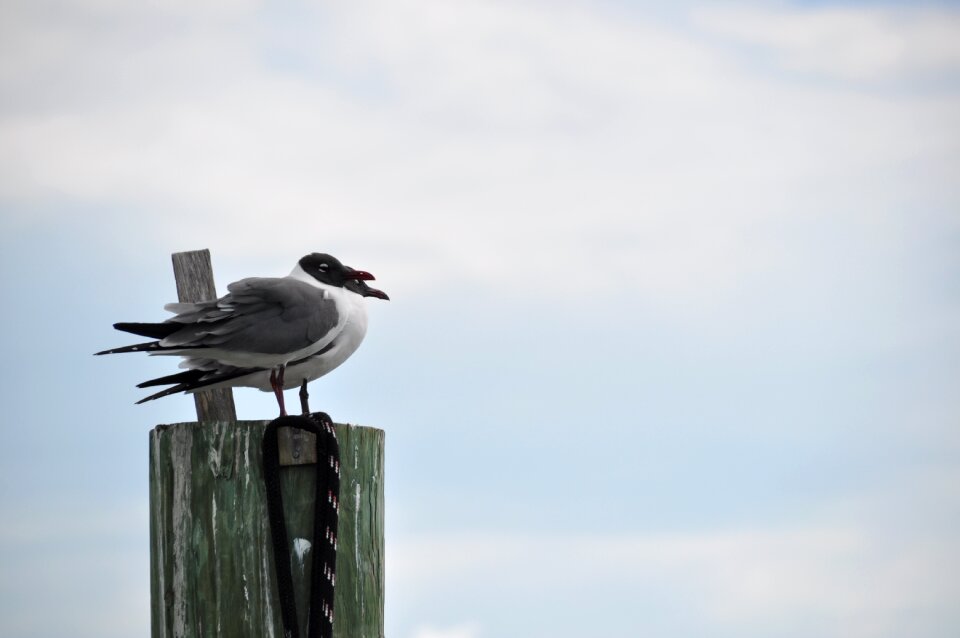 Sky animals freedom