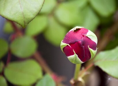 Garden spring bud photo