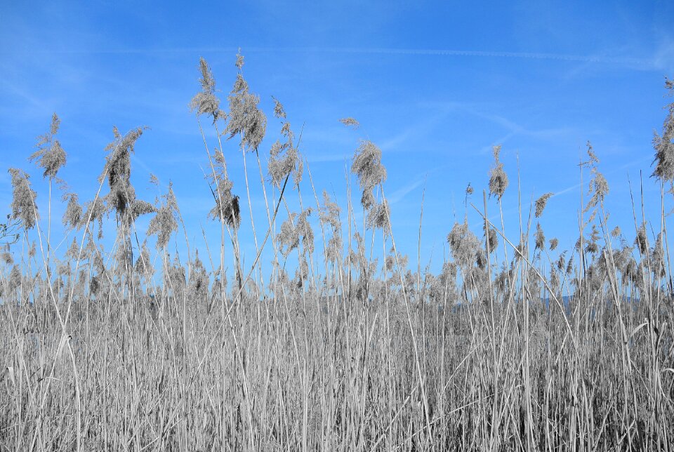 Bank flora nature conservation