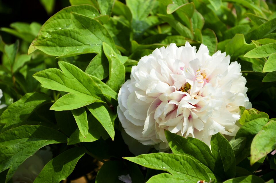Flowers rain plant