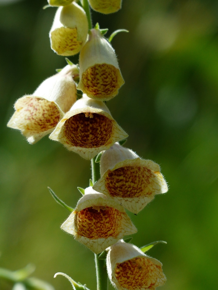 Yellow brown digitalis lutea