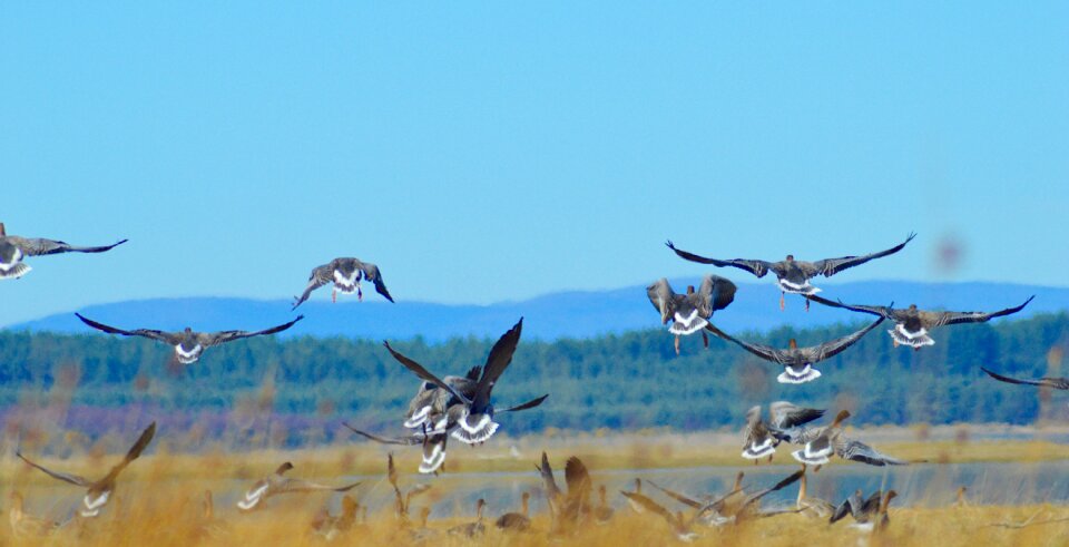 Pink foot goose pink footed geese