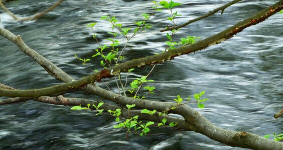 Young leaves branches green