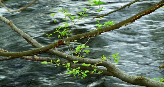 Young leaves branches green photo