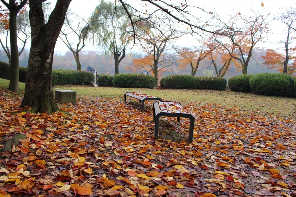 Autumn leaves