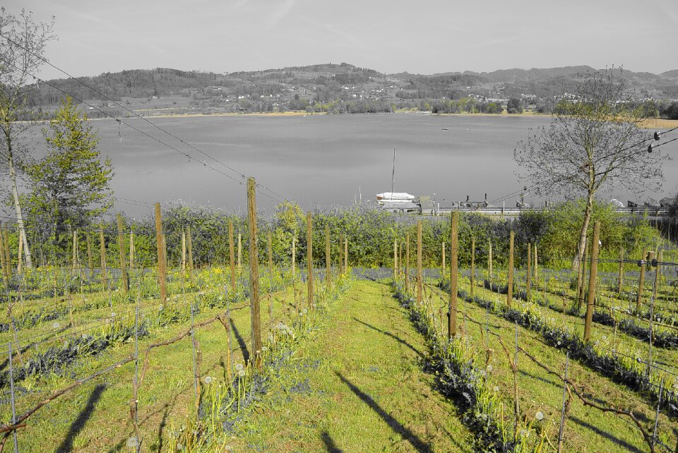 Grapevine landscape nature