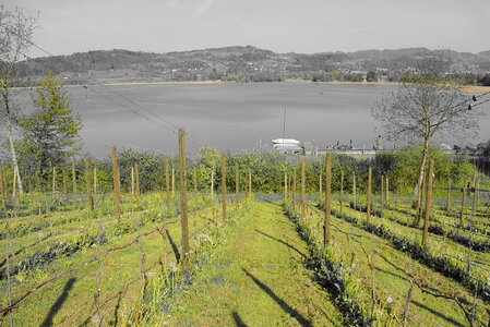 Grapevine landscape nature