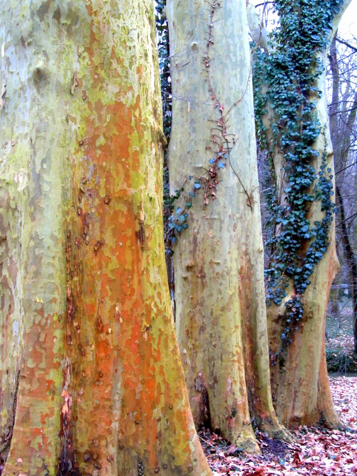Arboretum log nature