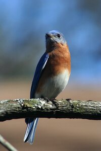 Bluebird nature wildlife