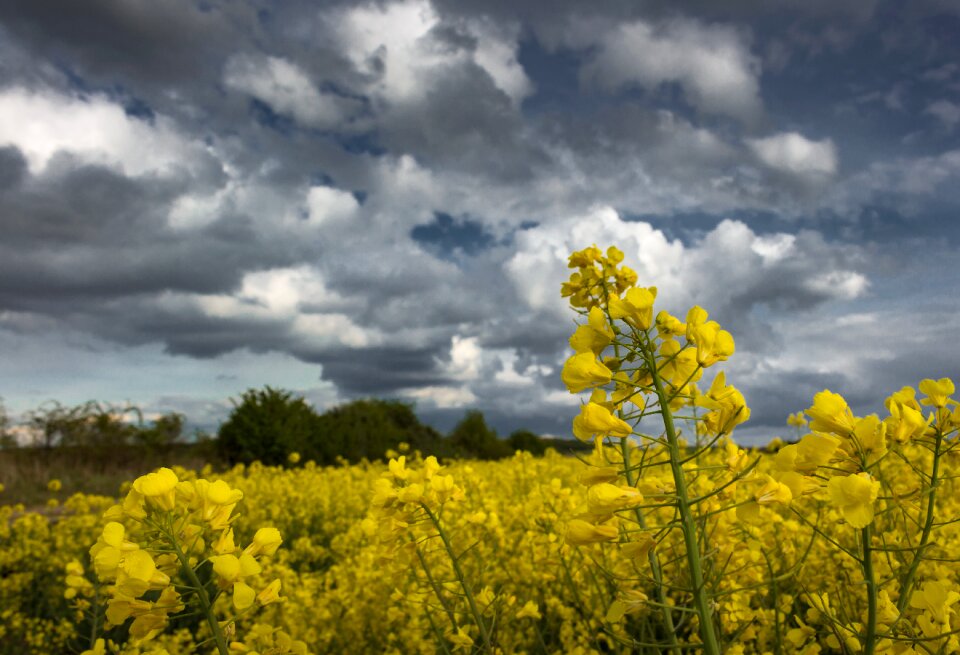 Arable yellow nature