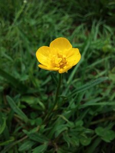 Spring flower nature floral