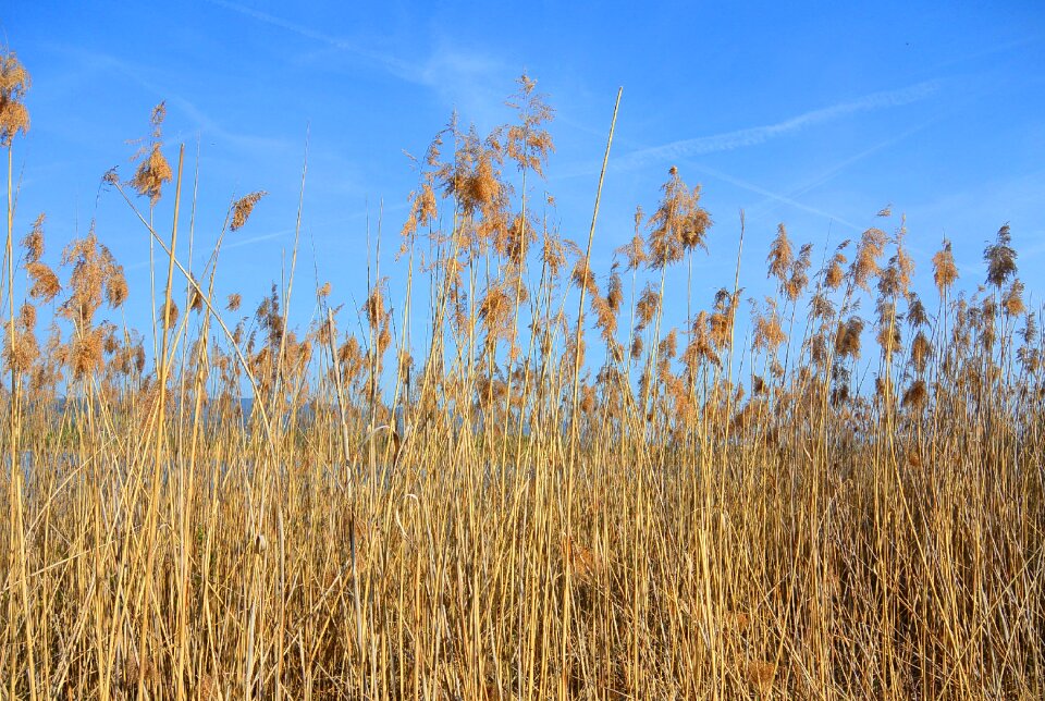 Bank flora nature conservation