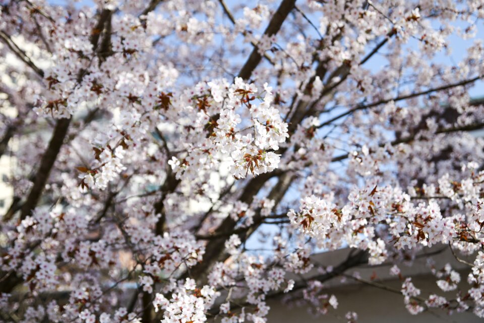 Flowers spring spring flowers