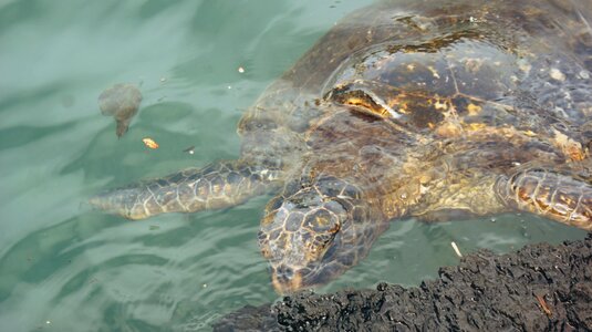 Hawaii sea turtle water photo
