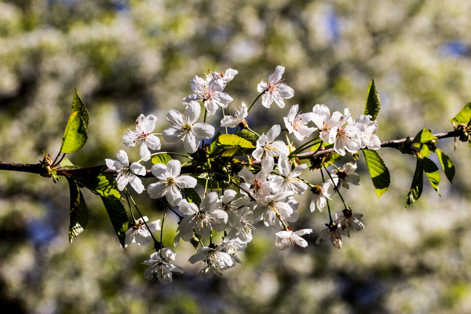 Full bloom bud nature