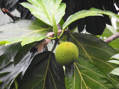 Green sheet leaves