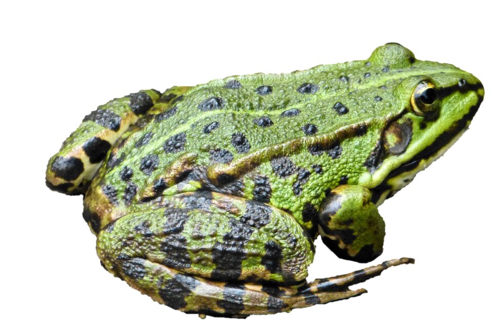 Pond green frog garden pond