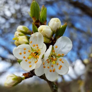 White nature flower photo