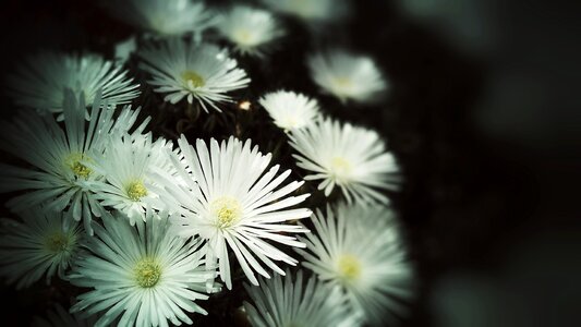 White flowers nature garden