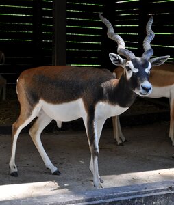Veszprém hungary zoo