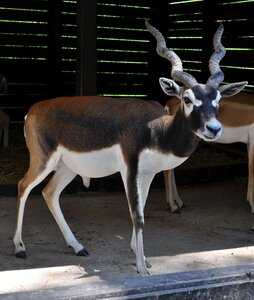 Veszprém hungary zoo photo