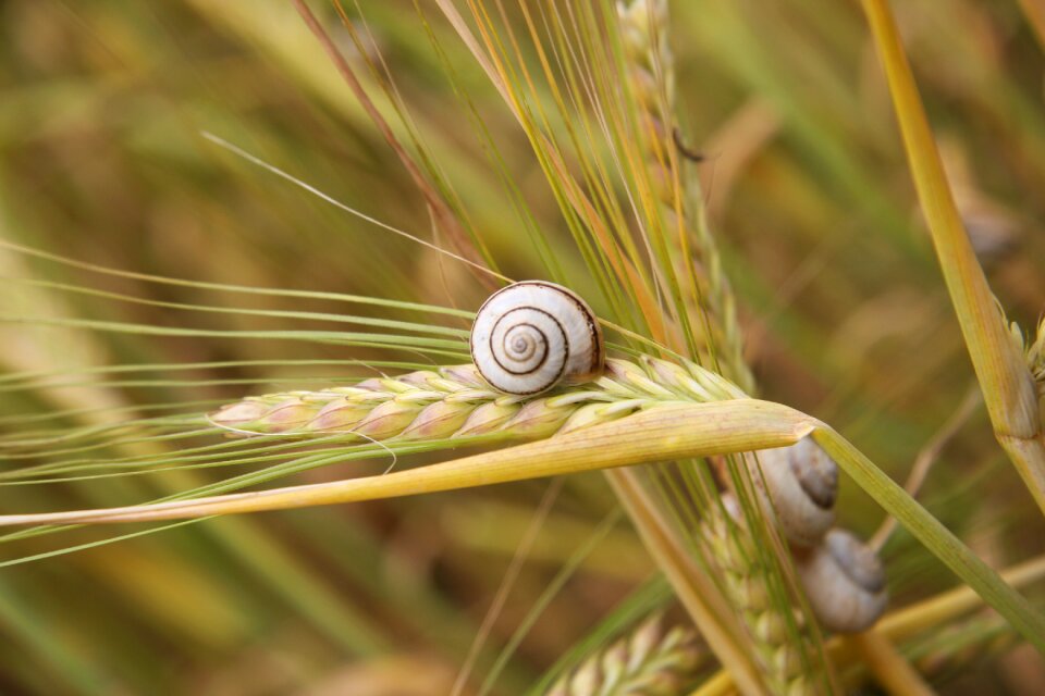Harvest patterns nature