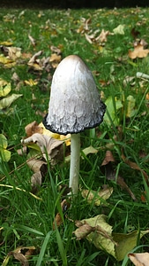 Comatus mushroom grass