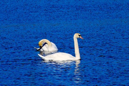 Nature bird animal photo