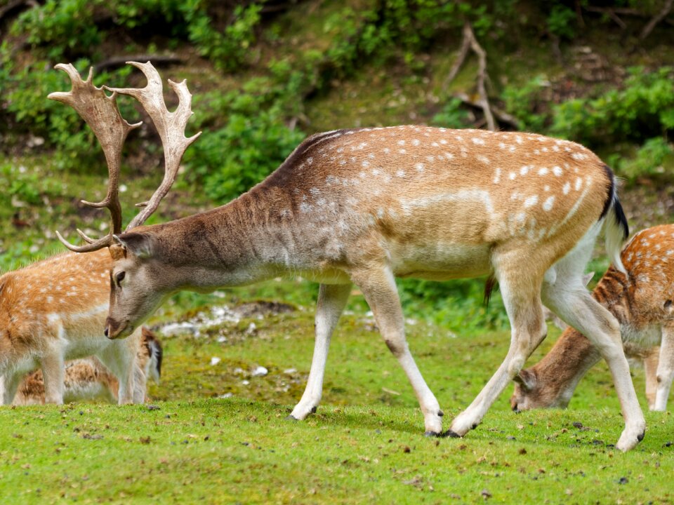 Wild animal biche suede