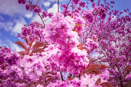 Tree flower tree spring photo