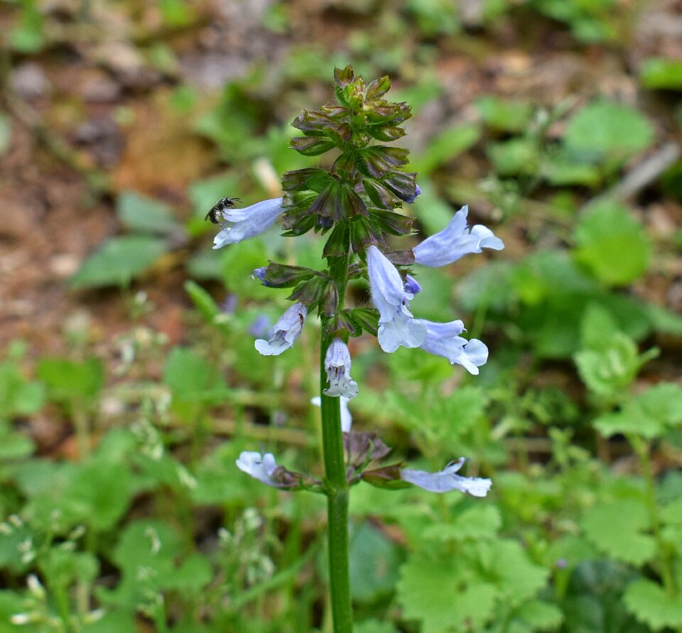 Bloom wildflower plant