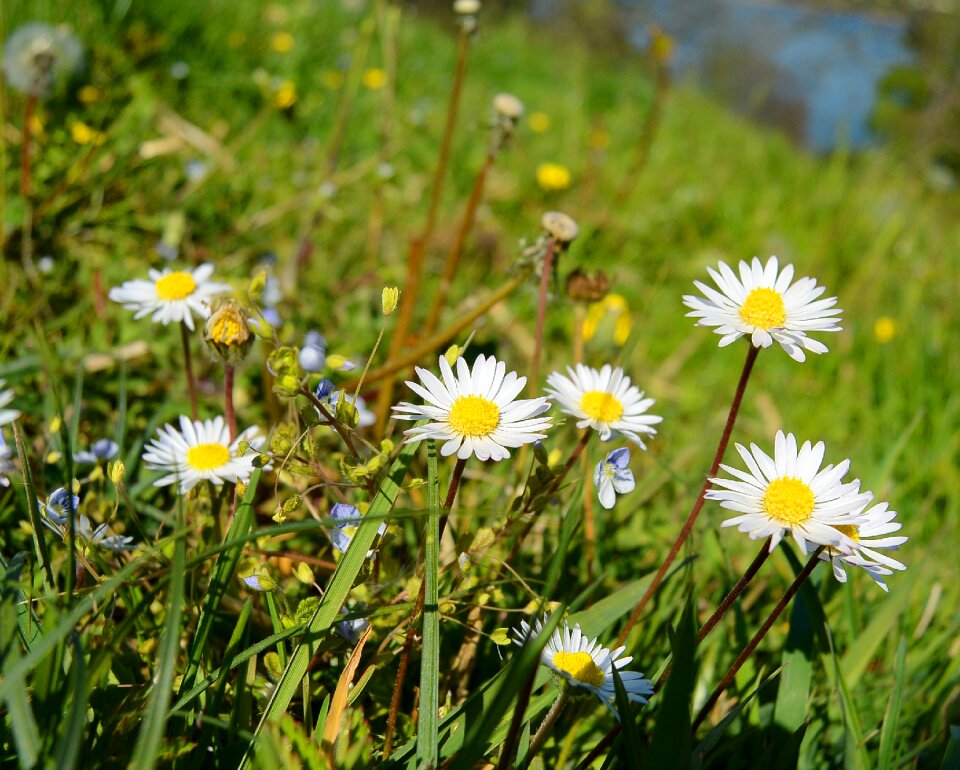 Flower meadow spring