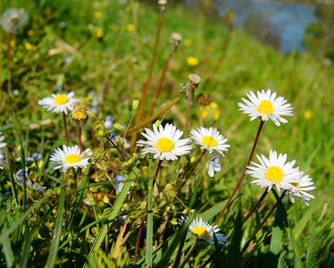 Flower meadow spring photo