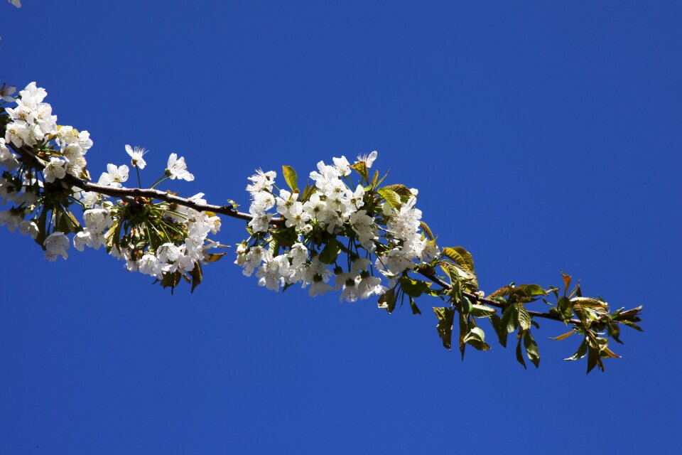 Flower white flowers the leaves of the branch