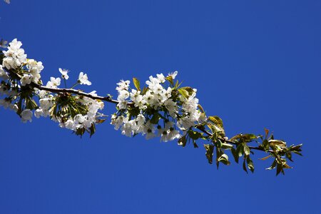 Flower white flowers the leaves of the branch