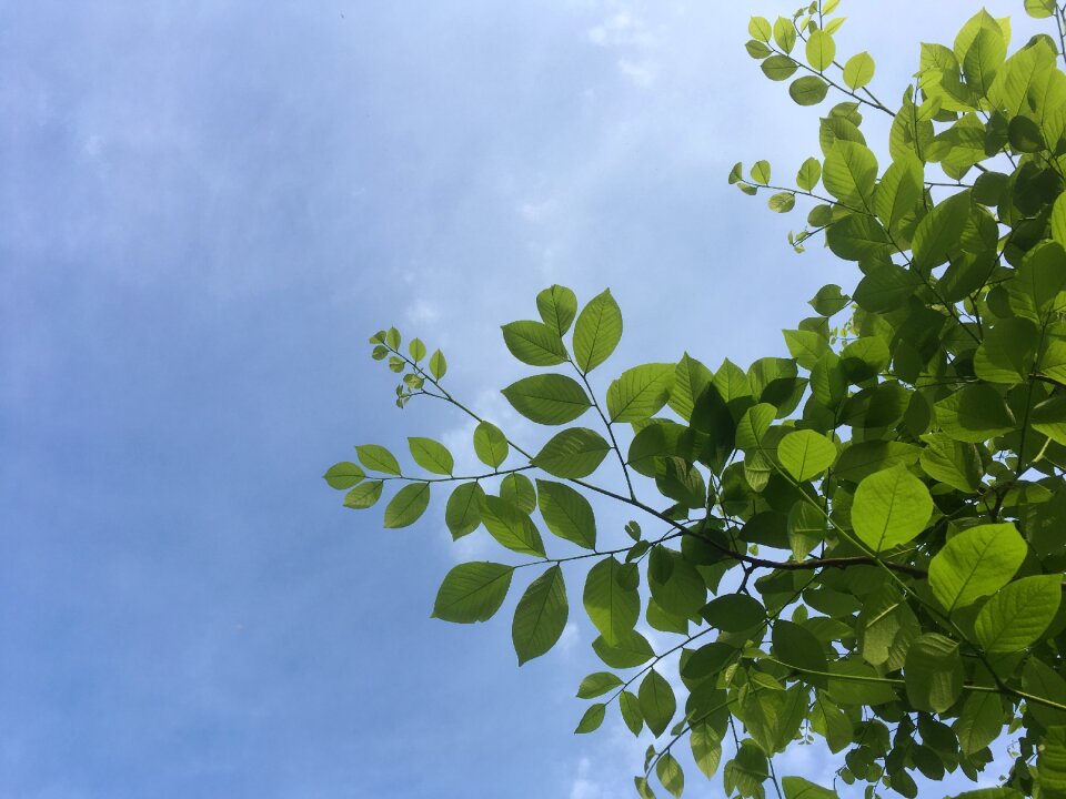 Nature blue green